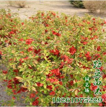 批發(fā)鐵桿海棠苗 庭院觀花植物 小區(qū)公園綠化苗木 工程用苗