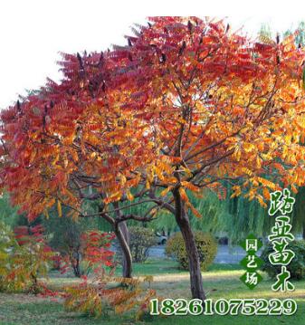 基地批發(fā)火炬樹苗 行道綠化喬木苗 耐寒耐旱 規(guī)格齊全 價(jià)格優(yōu)惠