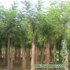 批發(fā)刺槐樹苗 刺槐小苗 工程綠化苗木 規(guī)格齊全 量大優(yōu)惠