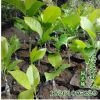 批發(fā)紫白玉蘭樹苗 綠化工程 紫玉蘭 行道樹 規(guī)格齊全 成活率高