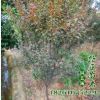 供應(yīng)喬木 紫葉李大苗 綠化苗木紫葉李 規(guī)格齊全 根系發(fā)達(dá)