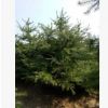 華山松苗木工程綠化基地批發(fā)華山松5米華山松大冠幅枝葉密華山松