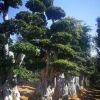 福建多層冠幅小葉榕樁頭（葫蘆造型小葉榕）別墅小區綠化苗木價格