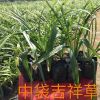 造型多樣吉祥草