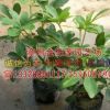 江西鵝掌柴（鴨腳木）