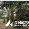 長期供應中東海棗