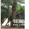 長期供應銀海棗