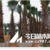 長期供應華棕