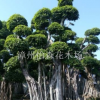 貴州榕江縣小葉榕樁頭