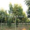 基地長期供應欒樹 綠化苗木 園林工程苗 行道庭蔭綠化樹