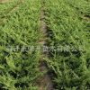 基地直銷優質地柏小苗 護坡綠化工程用苗木存活率高 量大優惠