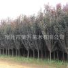 基地直銷速生紫葉李 各種規格紫葉李樹苗貨源充足 量大從優