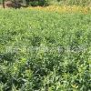 苗圃直銷連翹 高40以上 基地綠化連翹小苗 存活率高 量大優惠