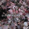 苗圃低價批發紅花繼木小苗 庭院綠化工程苗 成活率高 規格齊全