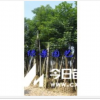 秋楓，漳州秋楓哪里最多，漳州秋楓產地，福州秋楓價格，泉州秋楓