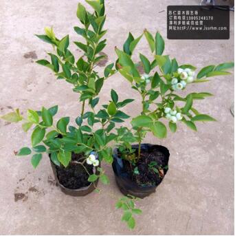基地直銷優(yōu)質(zhì)藍莓苗 南北方果樹苗黑珍珠兔眼美登藍莓3年苗批發(fā)