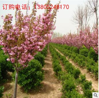 櫻花樹苗批發(fā)價格，南北方園林小區(qū)公路觀賞綠化景觀樹綠化苗品種