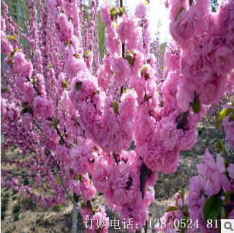 大小榆葉梅樹苗價格，園林綠化觀花行道樹品種，基地直銷量大價優(yōu)