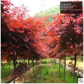 紅楓小苗批發(fā)價格，南北方園林小區(qū)公園學(xué)校花壇綠化觀賞樹苗