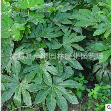 基地直銷八角金盤 八角金盤盆栽小苗 四季常青 優質綠化苗批發