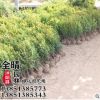 批發(fā)瓜子黃楊苗小葉黃楊苗黃楊球優(yōu)質(zhì)綠化工程庭院街道用苗規(guī)格全