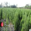 批發(fā)沭陽蜀檜苗檜柏綠化工程苗優(yōu)質(zhì)占地賠償苗 規(guī)格齊全貨源充足