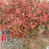 批發(fā)紅葉石楠小苗優(yōu)質(zhì)袋苗容器苗彩色工程綠化籬笆苗規(guī)格品種齊全