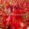 批發(fā)紅楓樹苗 正宗美國紅楓小苗日本紅楓紅舞姬秋火焰樹苗批發(fā)