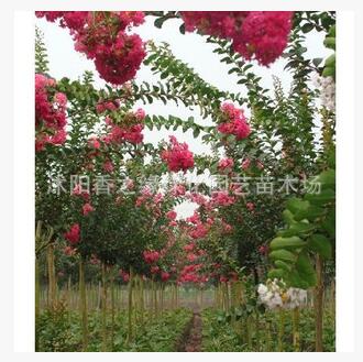 庭院綠化 紫薇苗 大紅紫薇樹苗 紫薇盆栽百日紅工程苗 規(guī)格齊全