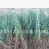 雪松籽播樹苗 雪松樹苗 雪松小苗 圣誕樹苗 印度四季常青塔松樹苗