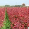 美國(guó)紅楓樹苗 日本紅楓 中國(guó)紅楓綠化苗木 四季紅楓小苗
