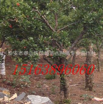 農戶出售柿子苗 磨盤柿子苗 品種全 數量多 苗木粗壯