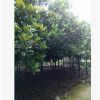 廣玉蘭小苗 苗圃玉蘭小苗 花卉玉蘭種子