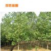 廠家供應(yīng) 常綠喬木馬褂木 質(zhì)量可靠