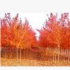 四川美國(guó)紅楓