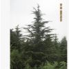 批發(fā)園林綠化工程苗木 雪松工程專用苗木