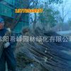 批發(fā)園林綠化苗木 木槿樹苗 叢生木槿