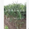 供應金雀錦雞兒 遼寧金雀錦雞價格 園林植物