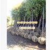 供應珍貴木 金葉榆 工程樹苗 規格齊全