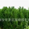 綠化樹苗批發 龍柏 龍柏苗 龍柏苗木 小龍柏 龍柏球 龍柏柱