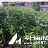 低價促銷香樟,荷樹等綠化小袋苗