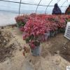 20年種植經驗 批發火焰南天竹 批發大氣盆栽的紅葉南天竹