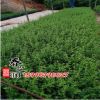 常綠灌木六月雪苗 六月雪大苗 規(guī)格齊全