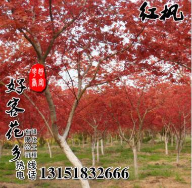 進(jìn)口美國(guó)紅楓種子 日本紅楓種子 優(yōu)質(zhì)的林木種子紅楓品種齊全