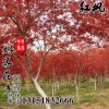 進(jìn)口美國(guó)紅楓種子 日本紅楓種子 優(yōu)質(zhì)的林木種子紅楓品種齊全