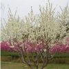 北京苗圃供應苗木花樹 白花碧桃