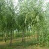 北京苗圃供應綠化苗木 銀芽柳