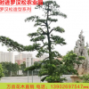 優質精品造型羅漢松 別墅市政庭院羅漢松盆景高檔綠化樁景喬木