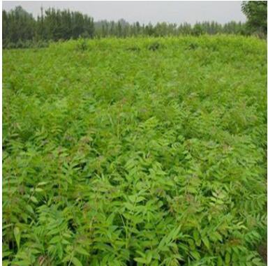 紅油香椿樹現(xiàn)貨批發(fā) 當(dāng)年可食用香椿 規(guī)格齊全