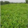 紅油香椿樹現貨批發 當年可食用香椿 規格齊全